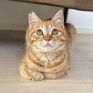 3/22高田馬場★メルくん★甘えベタな甘えん坊