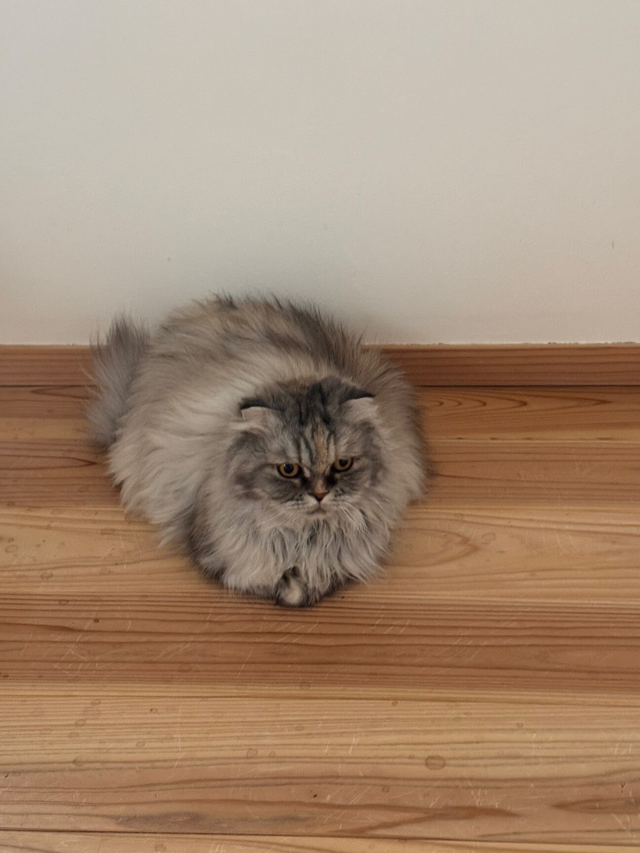 2007263.jpeg