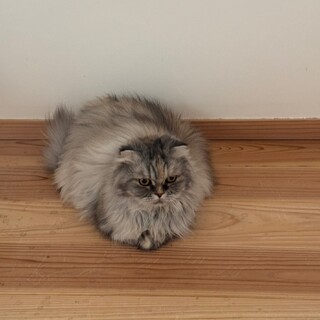 人馴れ修行中の猫ちゃんです