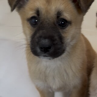 サニー3/7譲渡会参加します。