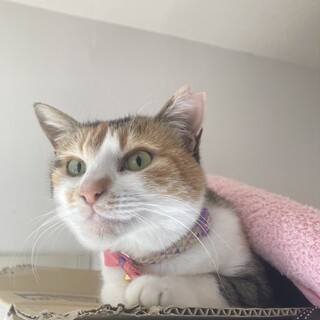 心優しいキレイなミケ猫「ゆいか」ちゃん