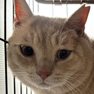 大きな茶トラ♂3〜5歳ミッチー