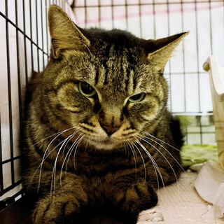 ビッグガール♀約5～6歳トラミ