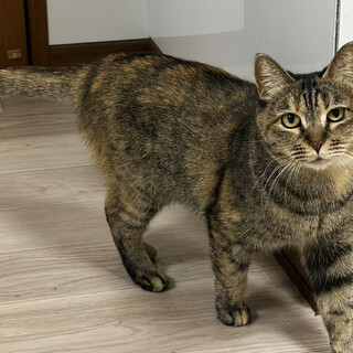 さおり♀、香川からやってきた猫