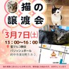 サンタ♂約7歳,多頭飼育レスキュー※初 サムネイル7