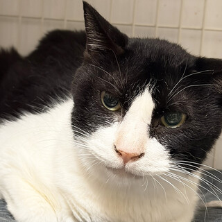 サンタ♂約7歳,多頭飼育レスキュー※初