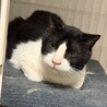サンタ♂約7歳,多頭飼育レスキュー※初 サムネイル4