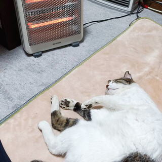 ゆめ♂10歳,飼主さんとお別れした猫※初