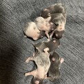 ベビハムちゃん産まれました
