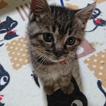 まだ頑張って治療中の頃。今の漢気あふれる姿からは想像できない可憐で天使な時期