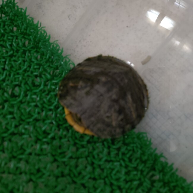 ねるねるねるねるねるねるねのカバー写真