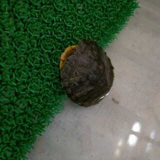 ミシシッピアカミミガメです