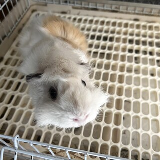 1歳半の女の子モルモット