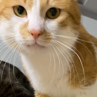 新しい家族を募集しております