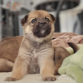 推定1ヶ月兄妹、女の子②