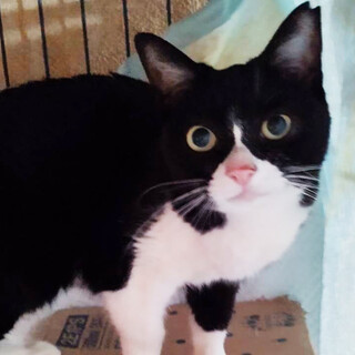 エス♀約7歳,多頭飼育レスキュー※初