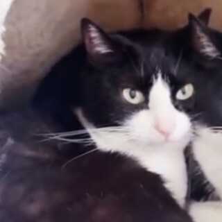 エム♀約7歳,多頭飼育レスキュー※初