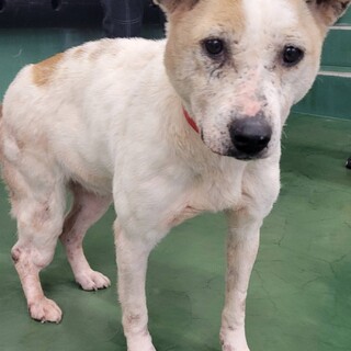 人馴れしていて大人しいはなこ　命の期限３月31日