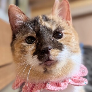 黒目がちの瞳が愛らしい、三毛の桜子です♡