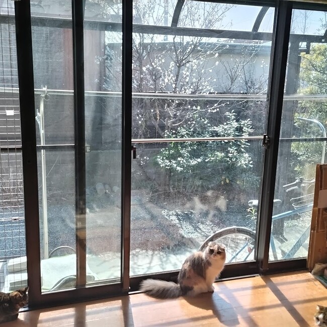 ましろ荘のにゃんたのカバー写真