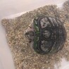 アカミミガメ里親決定ありがとうございました(^^) サムネイル2