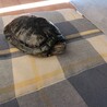 アカミミガメ里親決定ありがとうございました(^^) サムネイル3