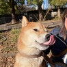 【里親募集です】穏やかな柴犬の男の子 サムネイル2