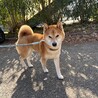 【里親募集です】穏やかな柴犬の男の子 サムネイル3