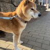 【里親募集です】穏やかな柴犬の男の子 サムネイル4