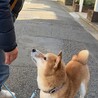 【里親募集です】穏やかな柴犬の男の子 サムネイル5