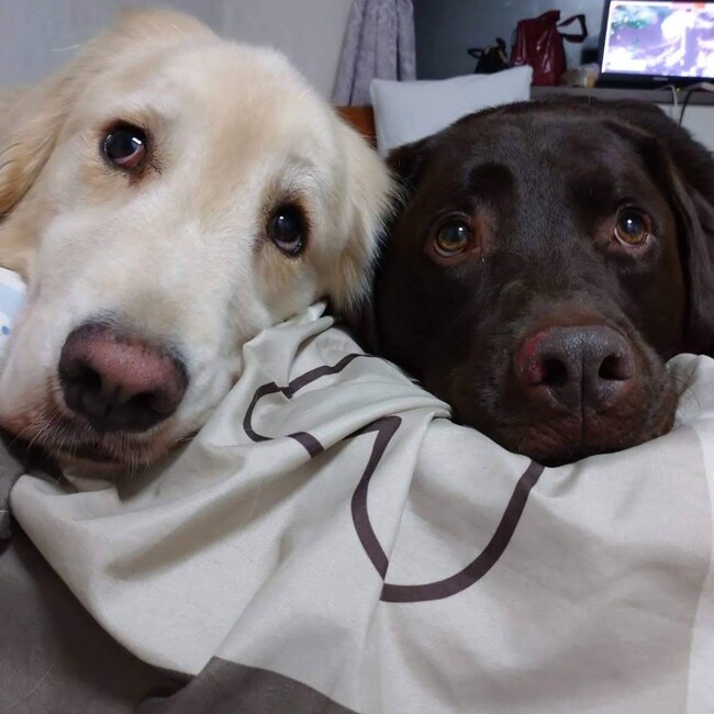 Amo2のカバー写真