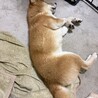 【里親募集です】穏やかな柴犬の男の子 サムネイル6