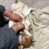 【里親募集です】穏やかな柴犬の男の子 サムネイル7