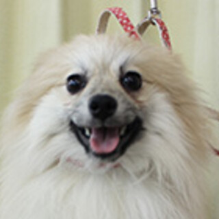 ポメラニアンの男の子です。