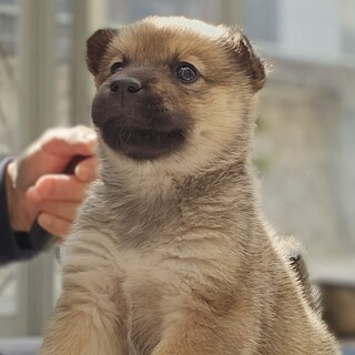 推定1ヶ月兄妹、女の子①