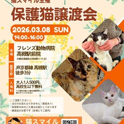 ねこの譲渡会＠高槻市