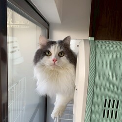 ねこの譲渡会＠高槻市 サムネイル2