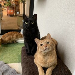 ねこの譲渡会＠高槻市 サムネイル3