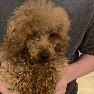 トイプードル　4歳