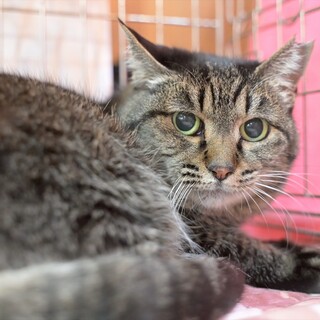 ナデナデ好きな小柄な女の子♡ぽぽちゃん