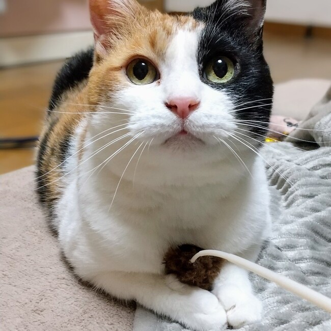 保護猫カフェ シャンティのカバー写真