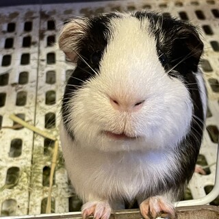 引越し先ペット禁止のため募集します。