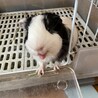 引越し先ペット禁止のため募集します。 サムネイル2