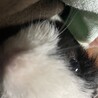 引越し先ペット禁止のため募集します。 サムネイル3
