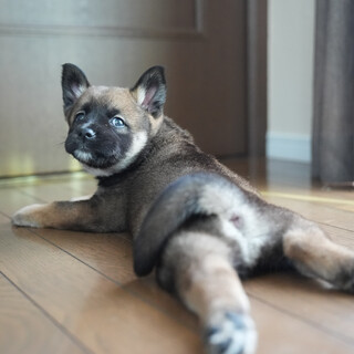 推定6週齢、おっとりなオレオくん。人慣れ抜群！