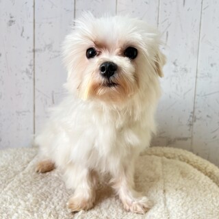 マズルの短いハンサムくん☆