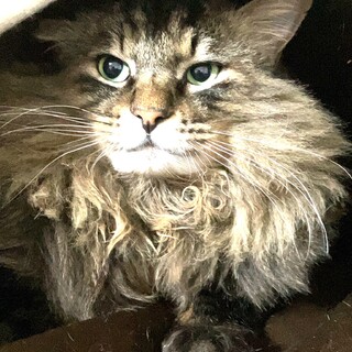 長毛ふさふさ　ボブ君