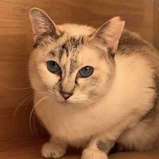 シャムMIXの女の子♡