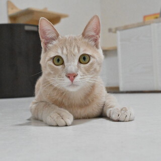 チビ：クリーム茶トラやんちゃな男の子※トライアル中