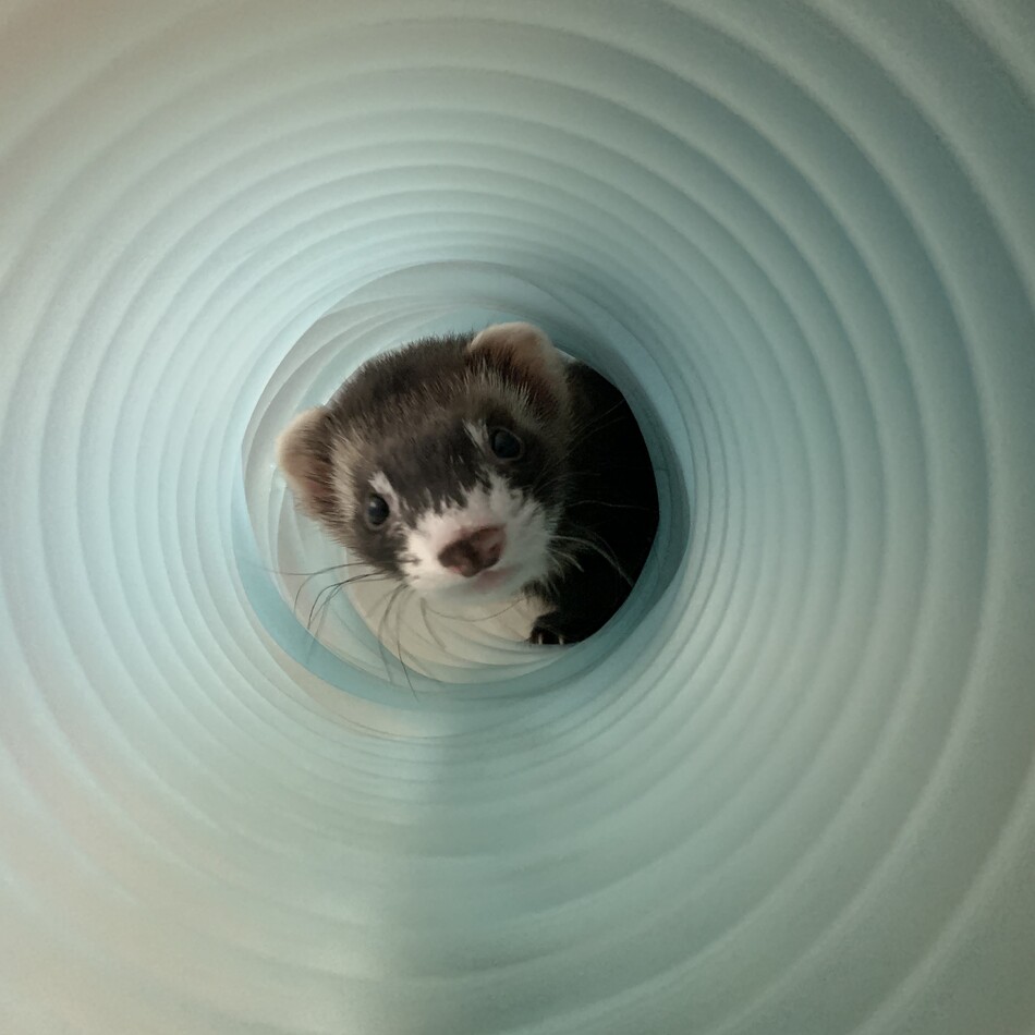 茶々のカバー写真